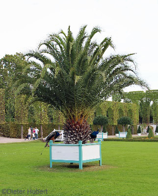 Tropenpflanze auf dem Orangerieplatz