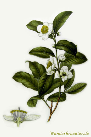 Teepflanze Camellia sinensis