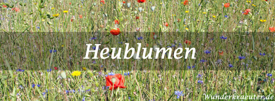 Heublumen 