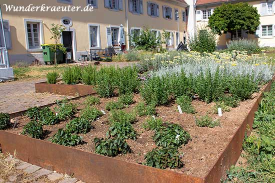Urban Gardening in der Innenstadt Schwetzingen