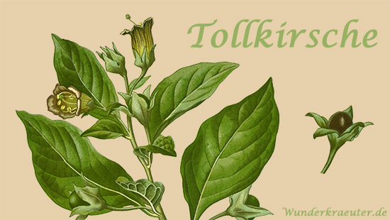 Tollkirsche - Atropa belladonna
