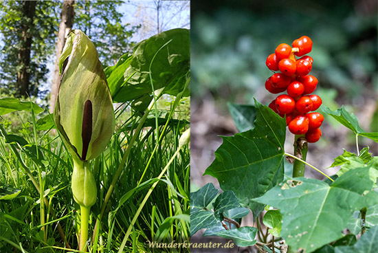 Aronstab Blüte und Frucht
