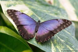 Schmetterling zeigt seine Schönheit