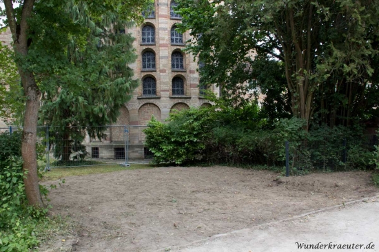 Grabstätte Helmut Kohls vor der Friedenskirche St. Bernhard wird vorbereitet
