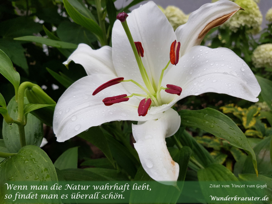 Die Blüte und die Liebe zur Natur - Bild: Dieter Hubert