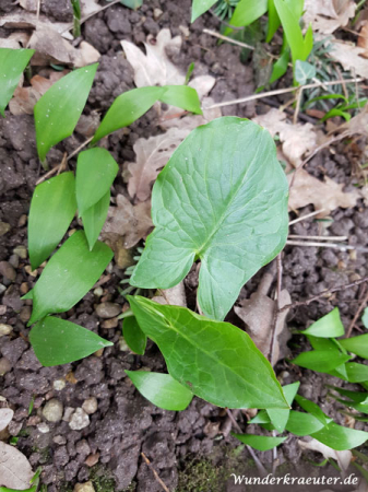 Zwei Blätter des Aronstabes umgeben von Bärlauch