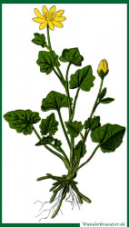Zeichnung Scharbockskraut - Ficaria verna, auch Ranunculus ficaria L.