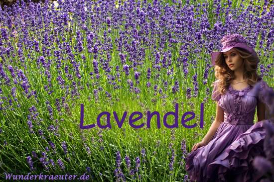 Lavendel