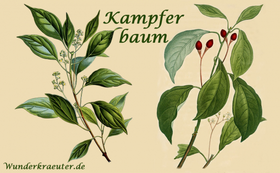 Kampferbaum