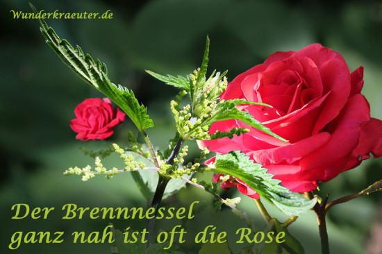 Der Brennnessel ganz nah ist oft die Rose