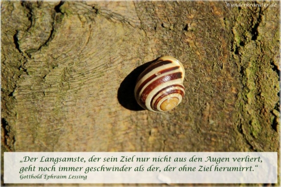 Zitat von Gotthold Ephraim Lessing - Bild Dieter Hubert