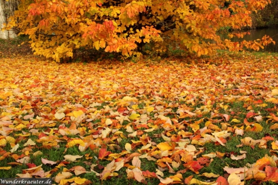 Blätterfall im Herbst