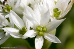 Blüte des Bärlauch