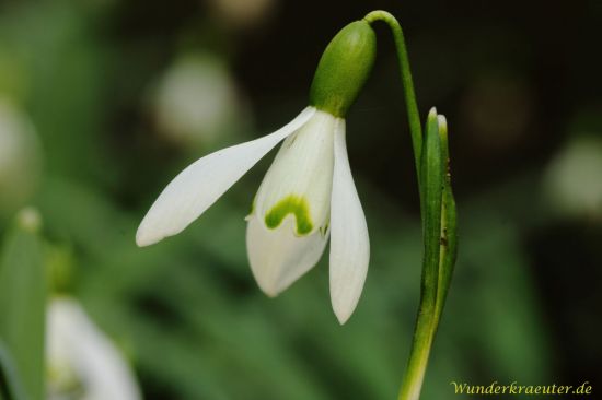 Schneeglöckchen blühen