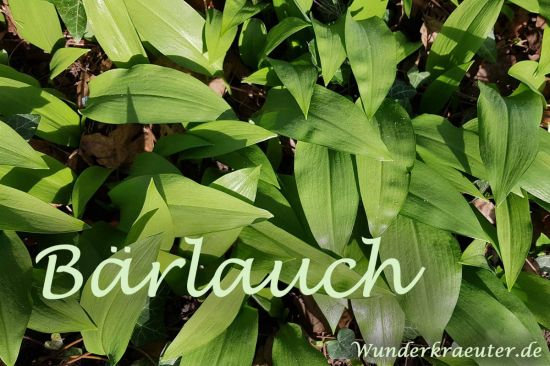 Bärlauch Saison 2026 ist da